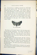 Antique Old Print Butterflies 1896 Lloyd Kirby Chestnut Moth Glaea Vaccinii