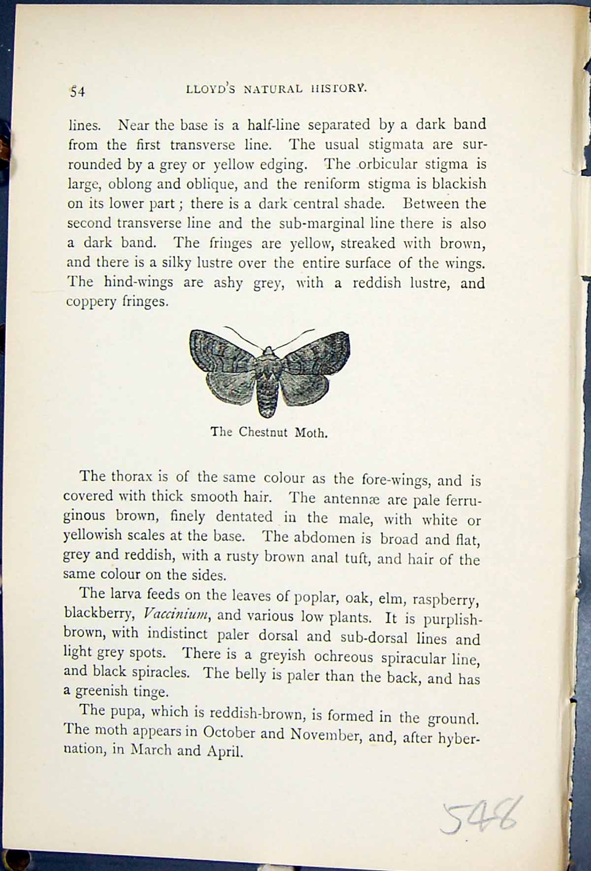 Antique Old Print Butterflies 1896 Lloyd Kirby Chestnut Moth Glaea Vaccinii