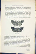 Antique Old Print Satellite Eupsilia Satellitia Butterflies 1896 Lloyd Kirby
