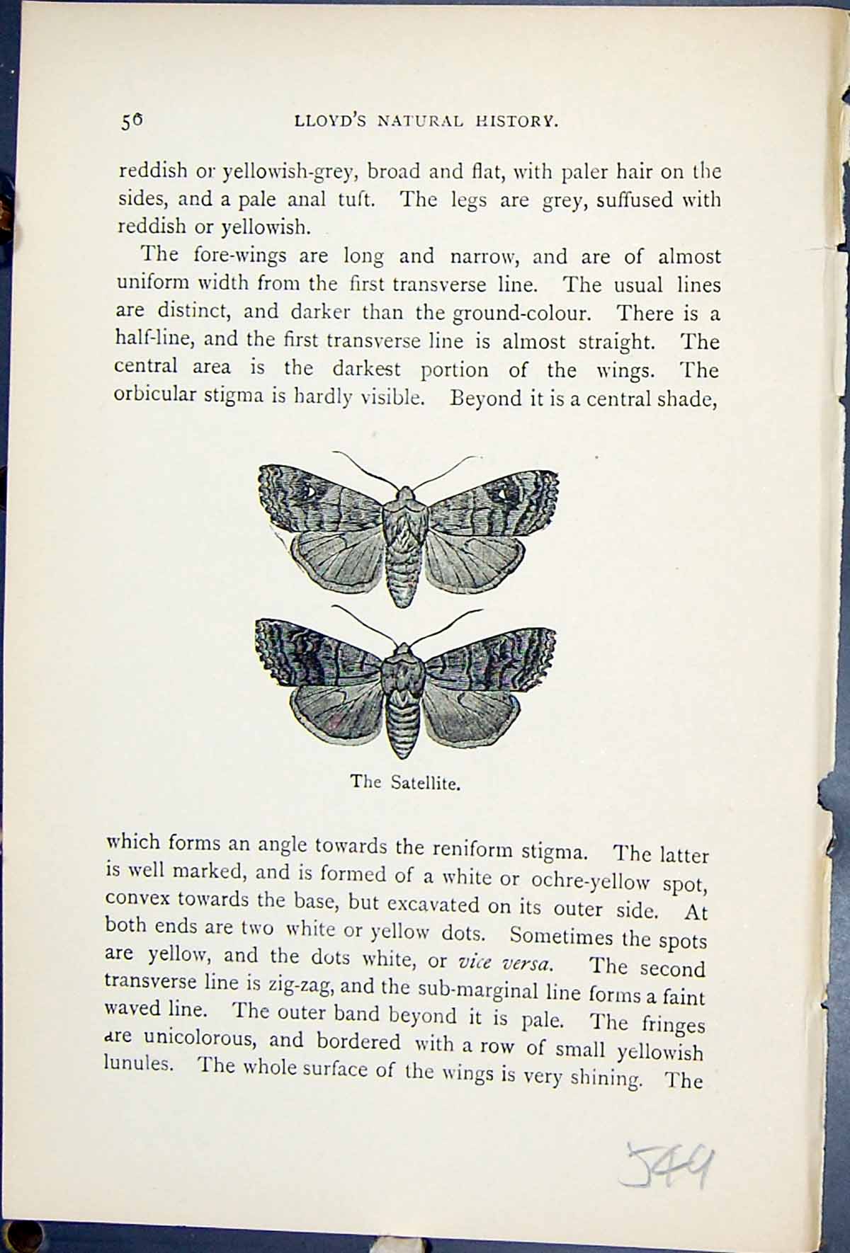 Antique Old Print Satellite Eupsilia Satellitia Butterflies 1896 Lloyd Kirby