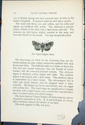 Old Print Viper Bugloss Moth Butterflies 1896 Lloyd Kirbyepia Irregularis 19th