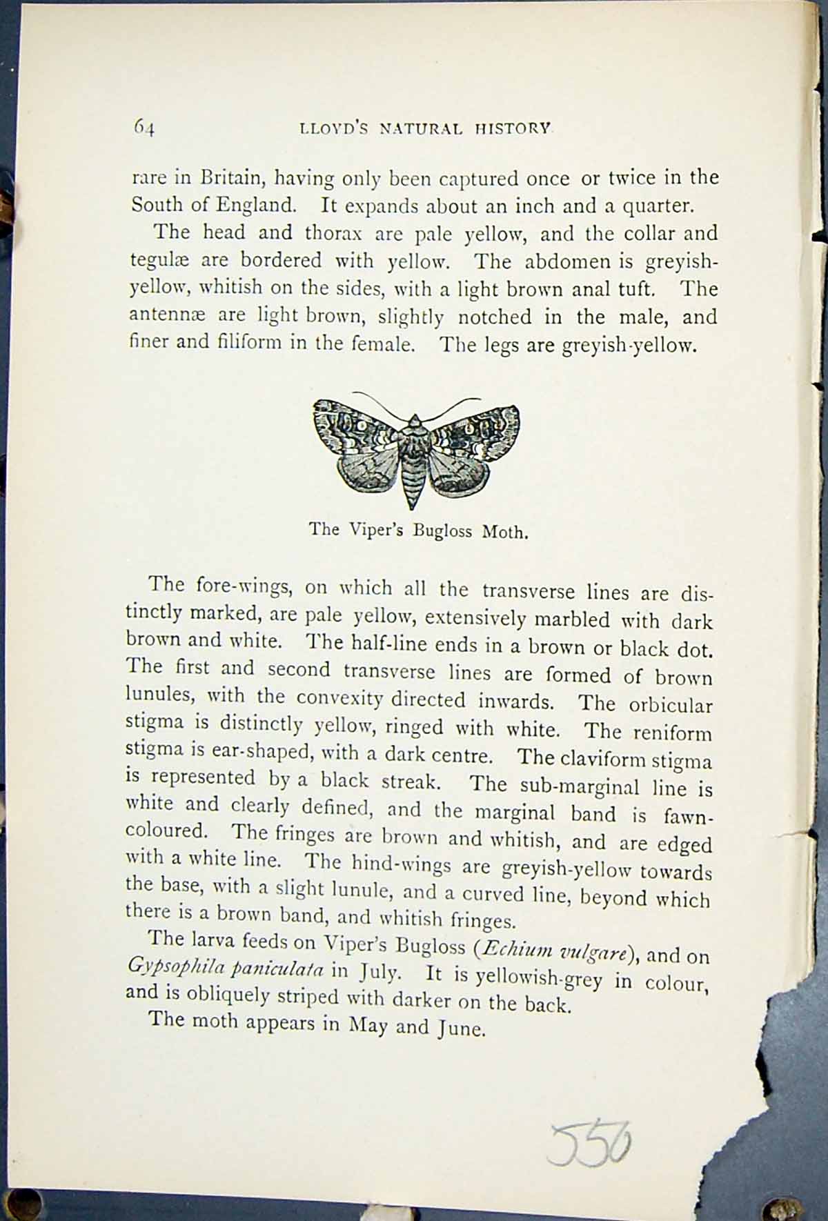 Old Print Viper Bugloss Moth Butterflies 1896 Lloyd Kirbyepia Irregularis 19th