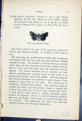 Original Old Antique Print Lesser Spotted Pinion Butterflies 1896 Lloyd Kirby