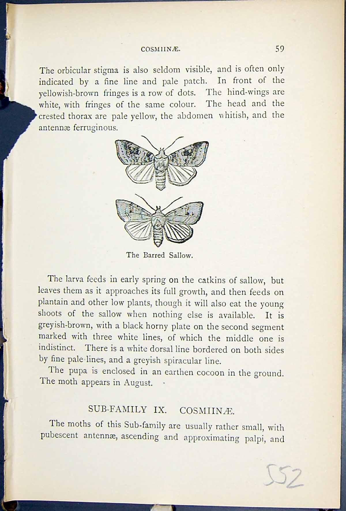 Original Old Antique Print Barred Sallow Butterflies 1896 Lloyd Kirby Victorian