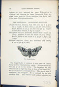 Old Angle Shades Phlogophora Meticulosa Butterflies 1896 Lloyd Kirby Victorian