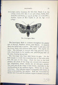 Original Old Antique Print Butterflies 1896 Lloyd Kirby Sword Grass Moth 19th
