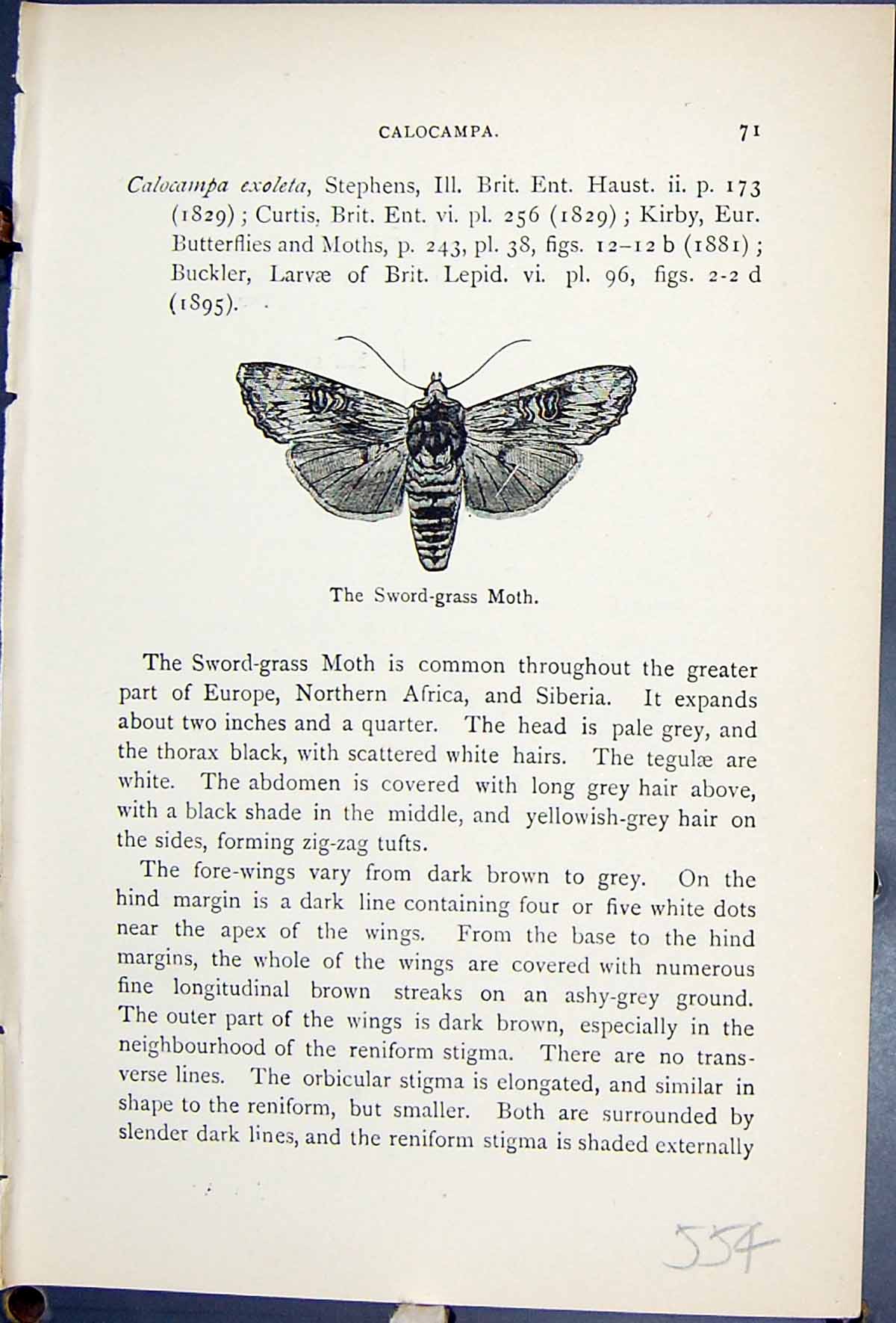 Original Old Antique Print Butterflies 1896 Lloyd Kirby Sword Grass Moth 19th