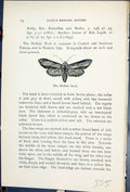 Antique Old Print Mullien Moth Cucullia Verbasci Butterflies 1896 Lloyd Kirby