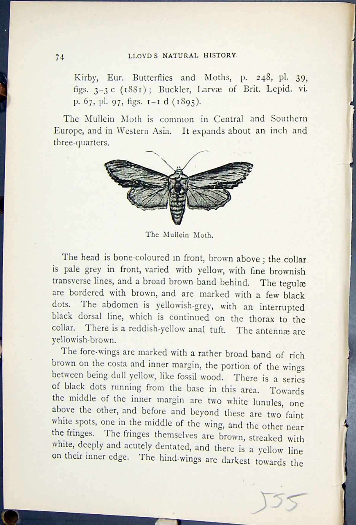 Antique Old Print Mullien Moth Cucullia Verbasci Butterflies 1896 Lloyd Kirby