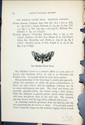 Original Old Antique Print Marbled Clover Moth Butterflies 1896 Lloyd Kirby