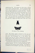 Old Antique Print Beautiful Yellow Underwing Butterflies 1896 Lloyd Kirby 19th