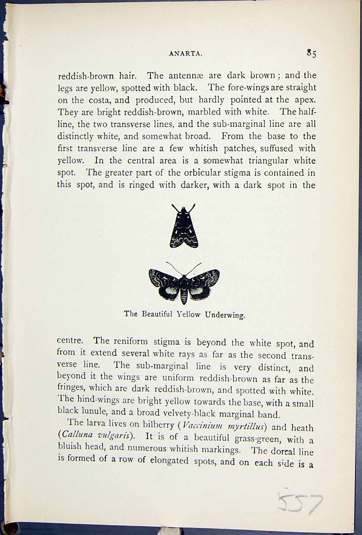 Old Antique Print Beautiful Yellow Underwing Butterflies 1896 Lloyd Kirby 19th