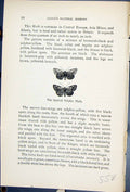 Old Spotted Sulphur Moth Erotyla Trabealis Butterflies 1896 Lloyd Kir Victorian