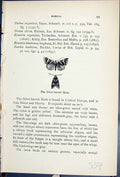 Old Print Silver Barred Moth Butterflies 1896 Lloyd Kirby Natural History 19th