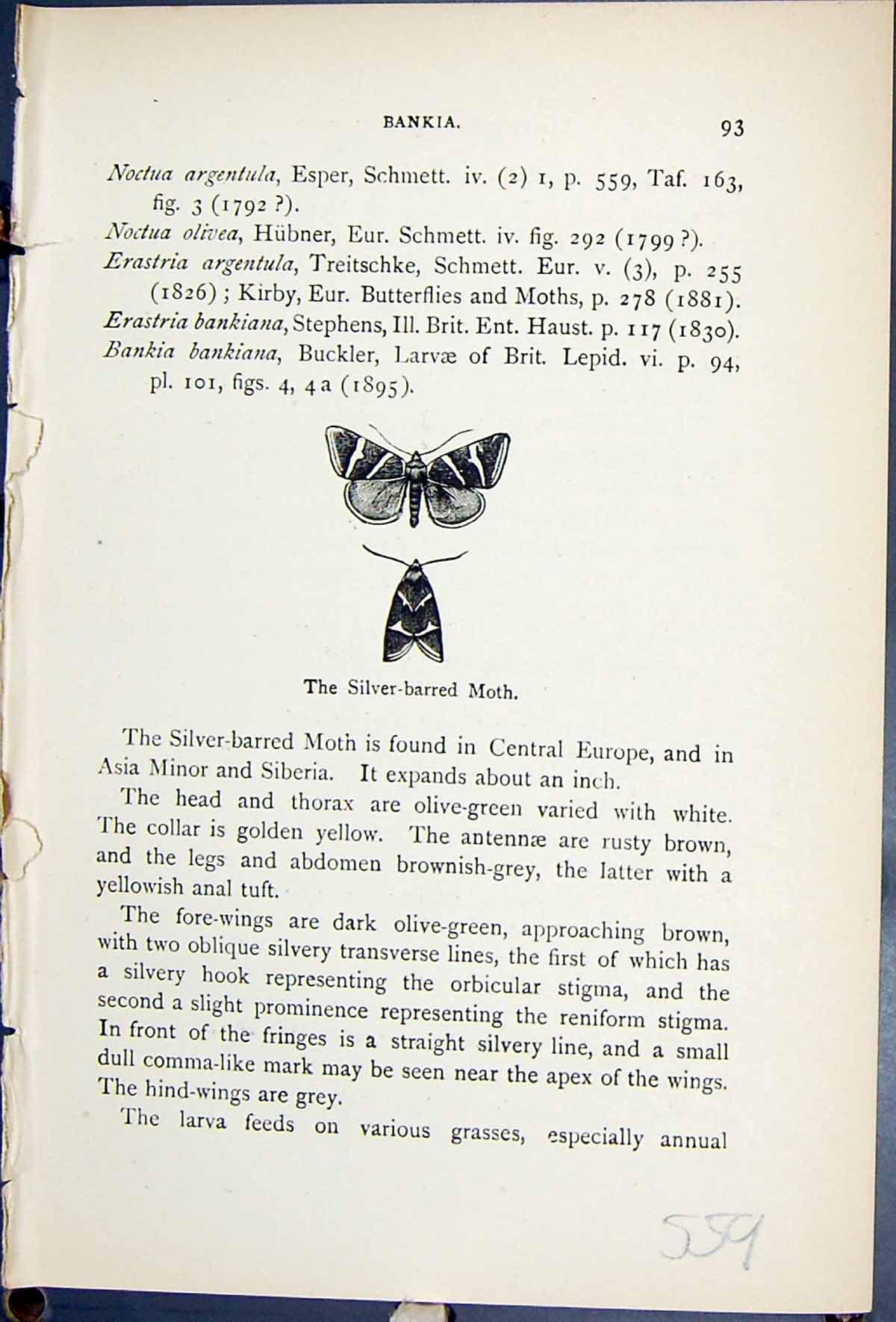 Old Print Silver Barred Moth Butterflies 1896 Lloyd Kirby Natural History 19th