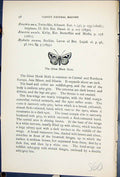 Old Print Silver Hook Moth Eustrotia Uncula Butterflies 1896 Lloyd Kirby 19th