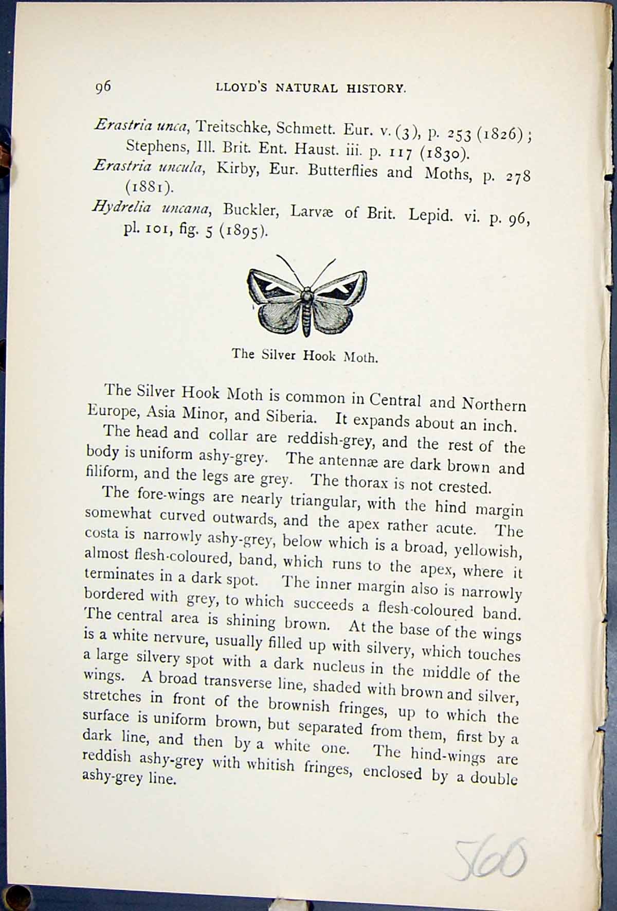 Old Print Silver Hook Moth Eustrotia Uncula Butterflies 1896 Lloyd Kirby 19th