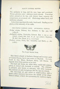 Old Butterflies 1896 Lloyd Kirby Purple Marbled Moth Natural History Victorian