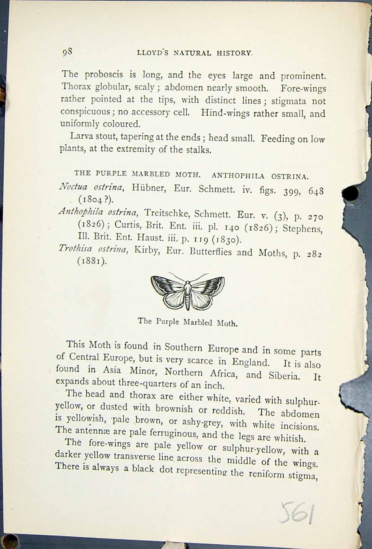 Old Butterflies 1896 Lloyd Kirby Purple Marbled Moth Natural History Victorian