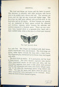 Old Light Spectacle Moth Butterflies 1896 Lloyd Kirby Natural History Victorian