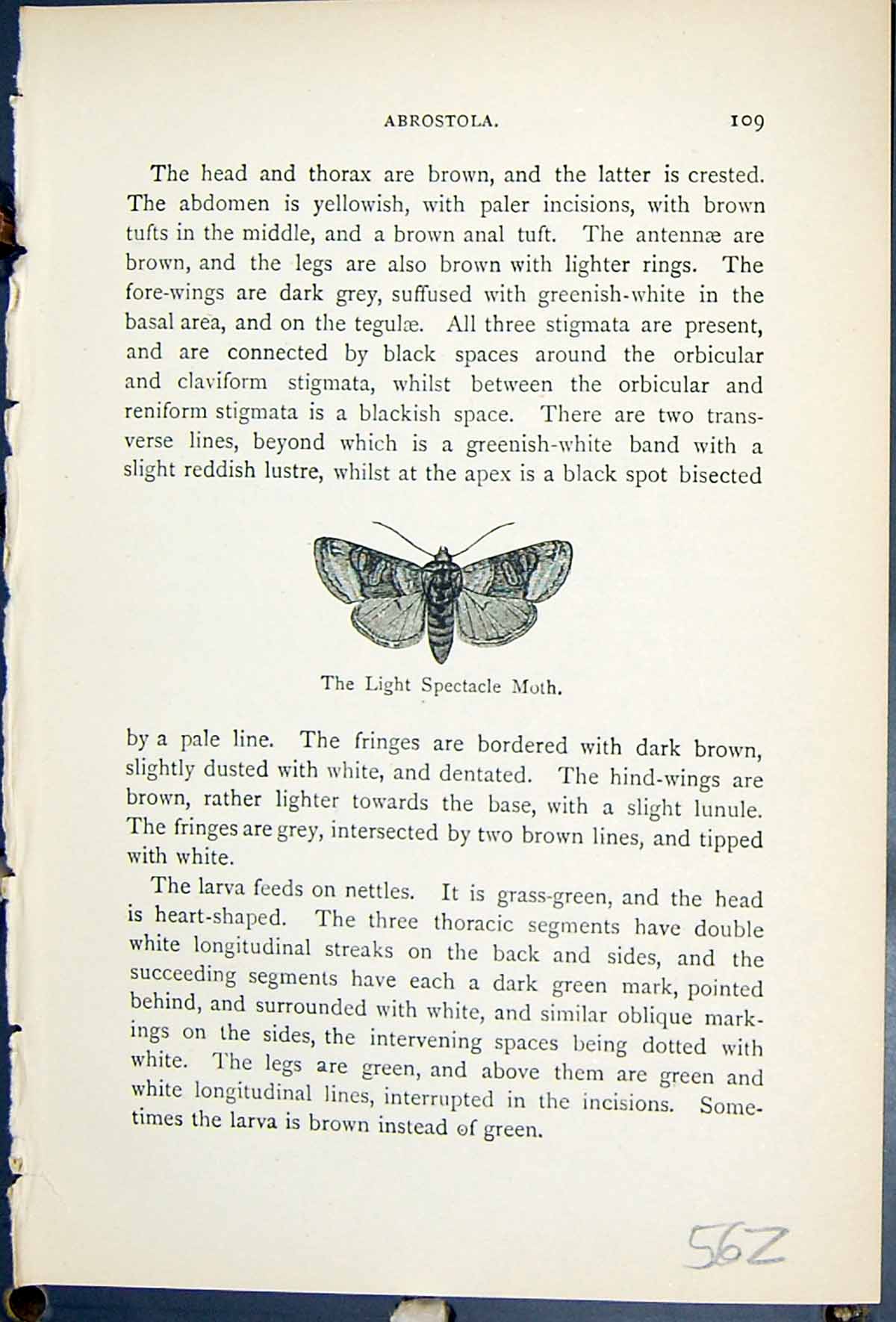 Old Light Spectacle Moth Butterflies 1896 Lloyd Kirby Natural History Victorian