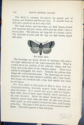 Old Print Mouse Moth Amphipyra Tragopogonis Butterflies 1896 Lloyd Kirby 19th