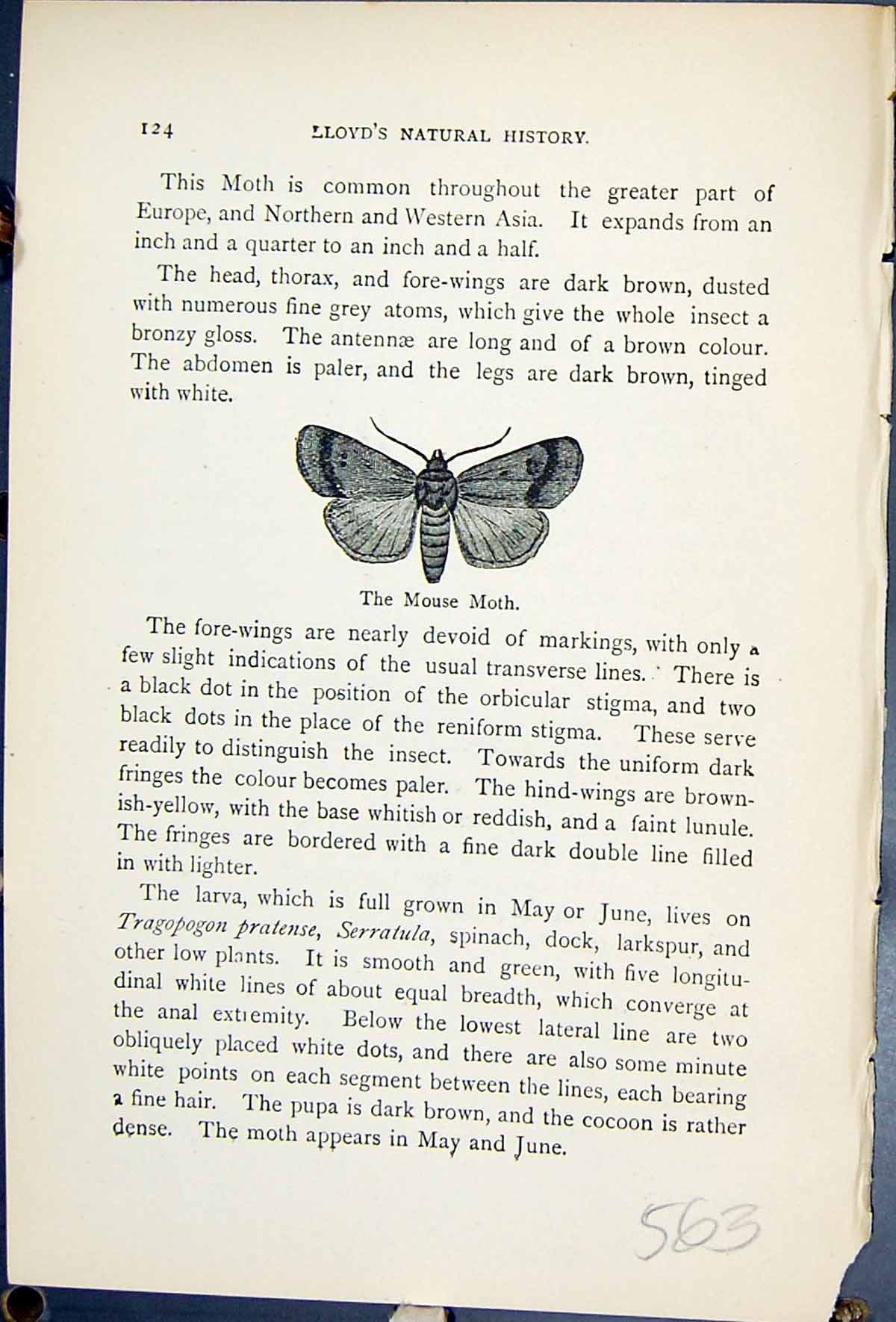 Old Print Mouse Moth Amphipyra Tragopogonis Butterflies 1896 Lloyd Kirby 19th