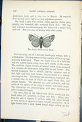 Old Scarce Black Necked Moth Ophiusa Craccae Butterflies 1896 Lloyd K Victorian