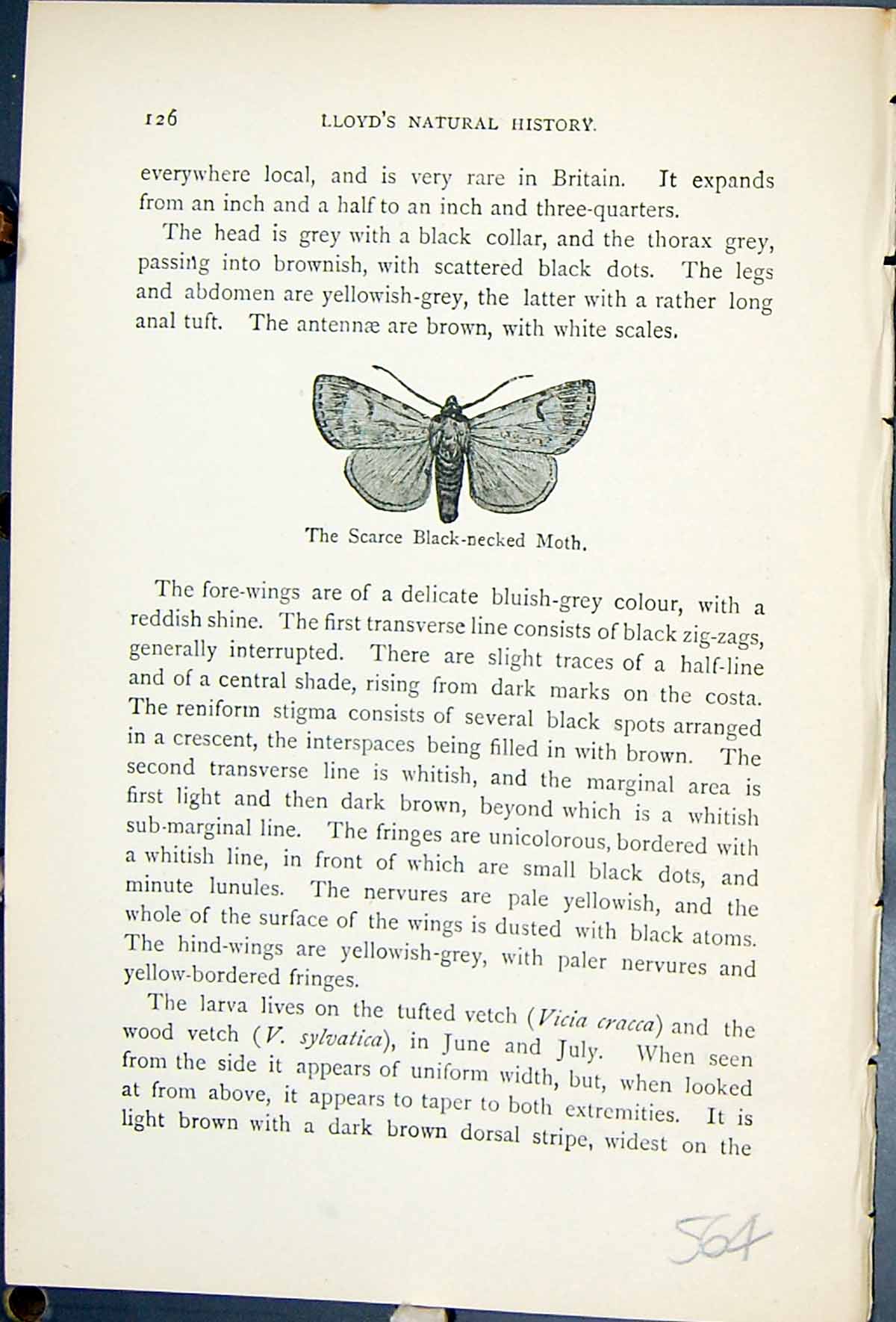 Old Scarce Black Necked Moth Ophiusa Craccae Butterflies 1896 Lloyd K Victorian