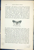 Antique Old Print Butterflies 1896 Lloyd Kirby Anomalous Moth Stilbia Anomala