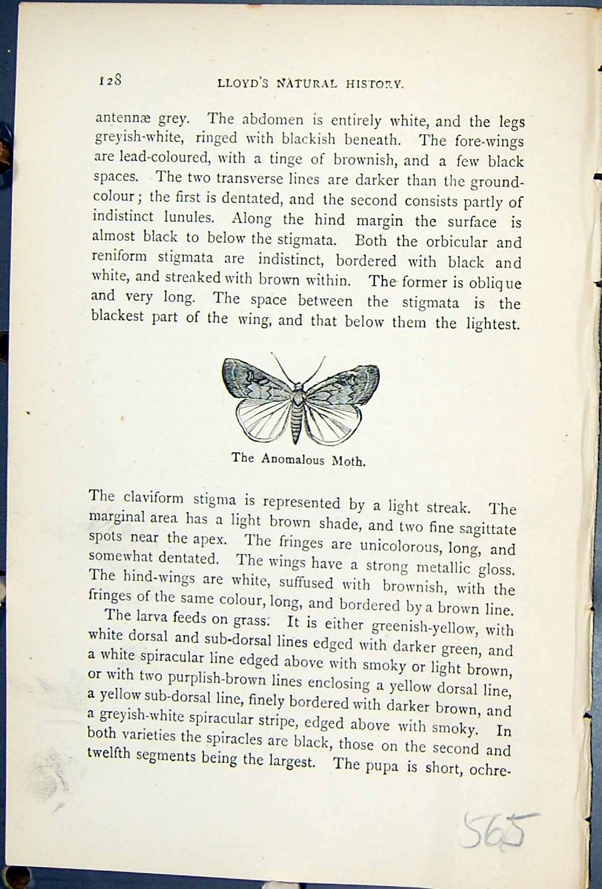 Antique Old Print Butterflies 1896 Lloyd Kirby Anomalous Moth Stilbia Anomala
