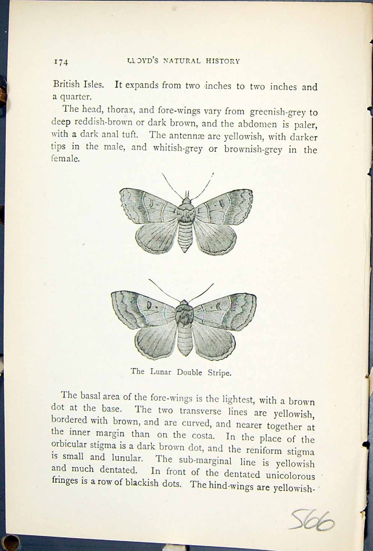 Old Lunar Double Stripe Nantesia Lunaris Butterflies 1896 Lloyd Kirby Victorian