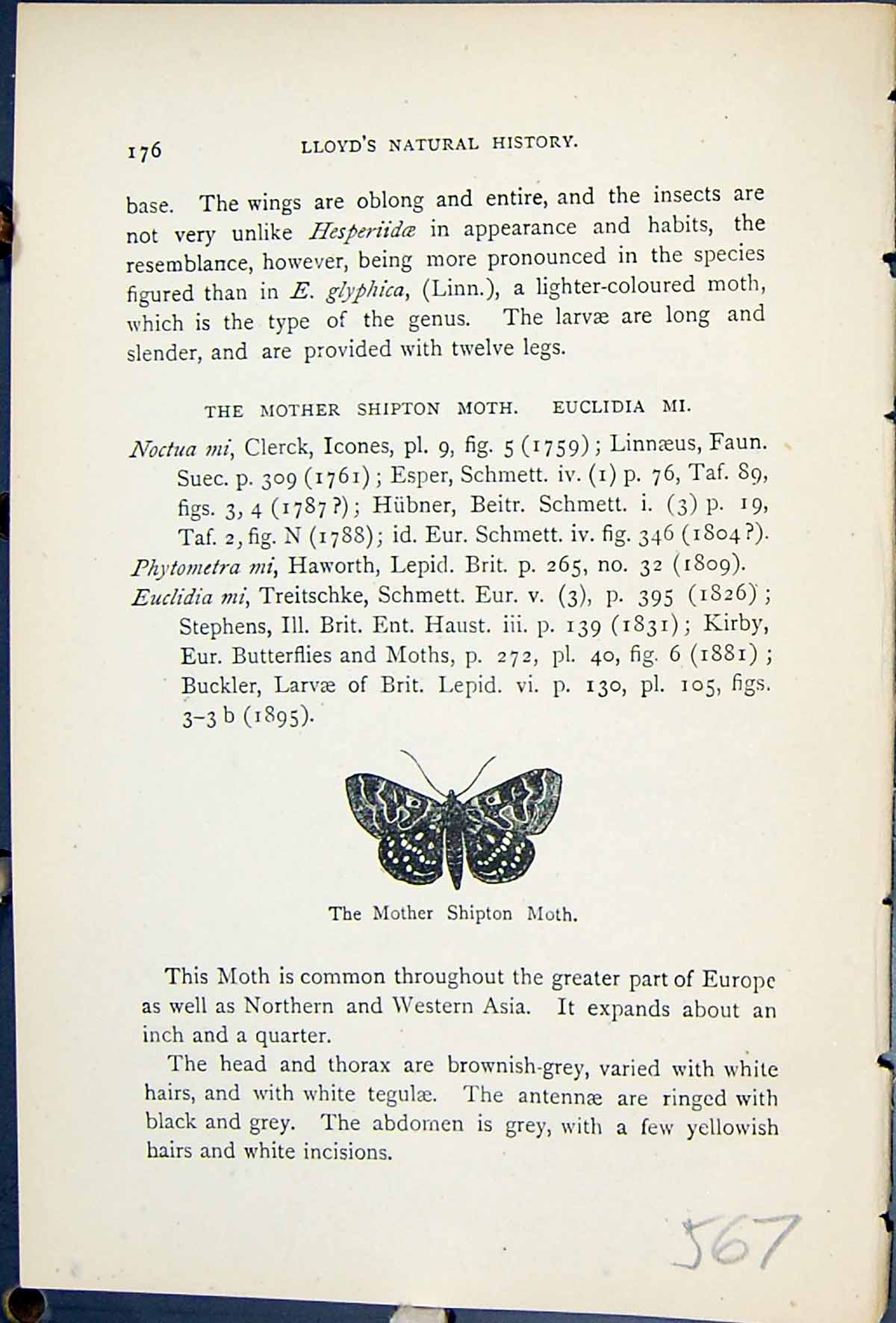Antique Old Print Mother Shipton Moth Euclidia Butterflies 1896 Lloyd Kirby