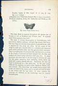 Old Antique Print Small Purple Barred Moth Butterflies 1896 Lloyd Kirby 19th