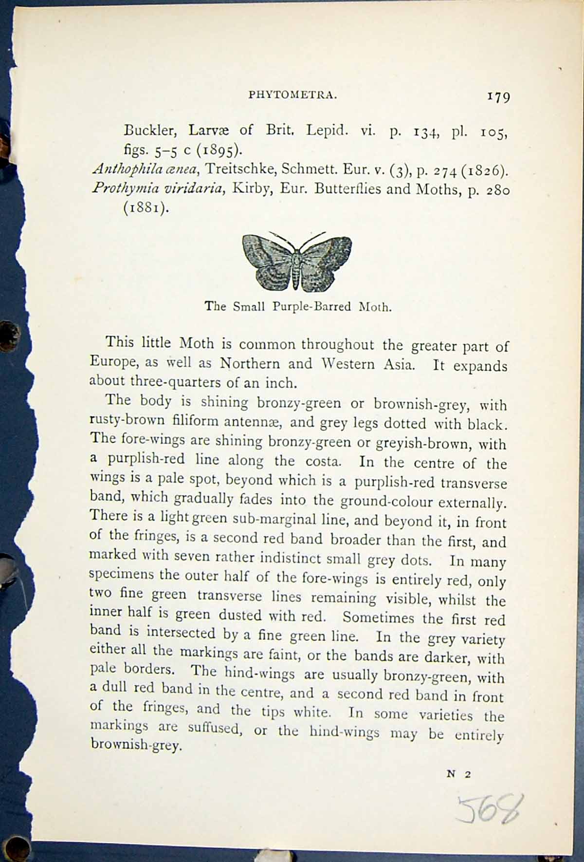 Old Antique Print Small Purple Barred Moth Butterflies 1896 Lloyd Kirby 19th