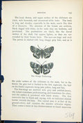 Antique Print Orange Underwing Butterflies 1896 Lloyd Kirby Natural History