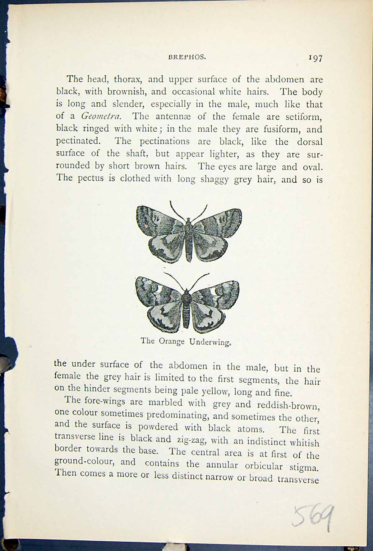 Antique Print Orange Underwing Butterflies 1896 Lloyd Kirby Natural History