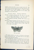 Antique Print Lilac Beauty Phalaena Syringaria Butterflies 1896 Lloyd Kirby