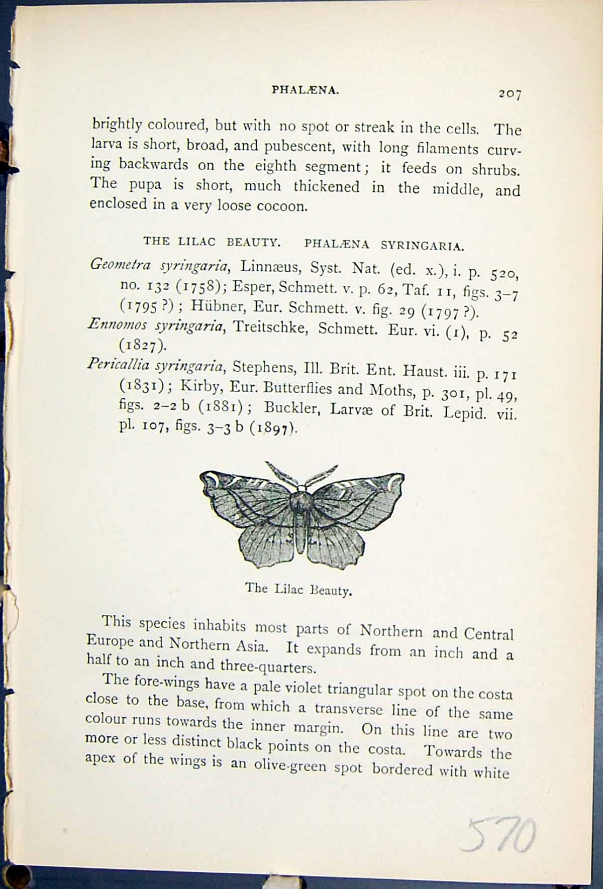 Antique Print Lilac Beauty Phalaena Syringaria Butterflies 1896 Lloyd Kirby