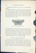 Old Canary Shouldered Thorn Geometra Alniaria Butterflies 1896 Lloyd Victorian