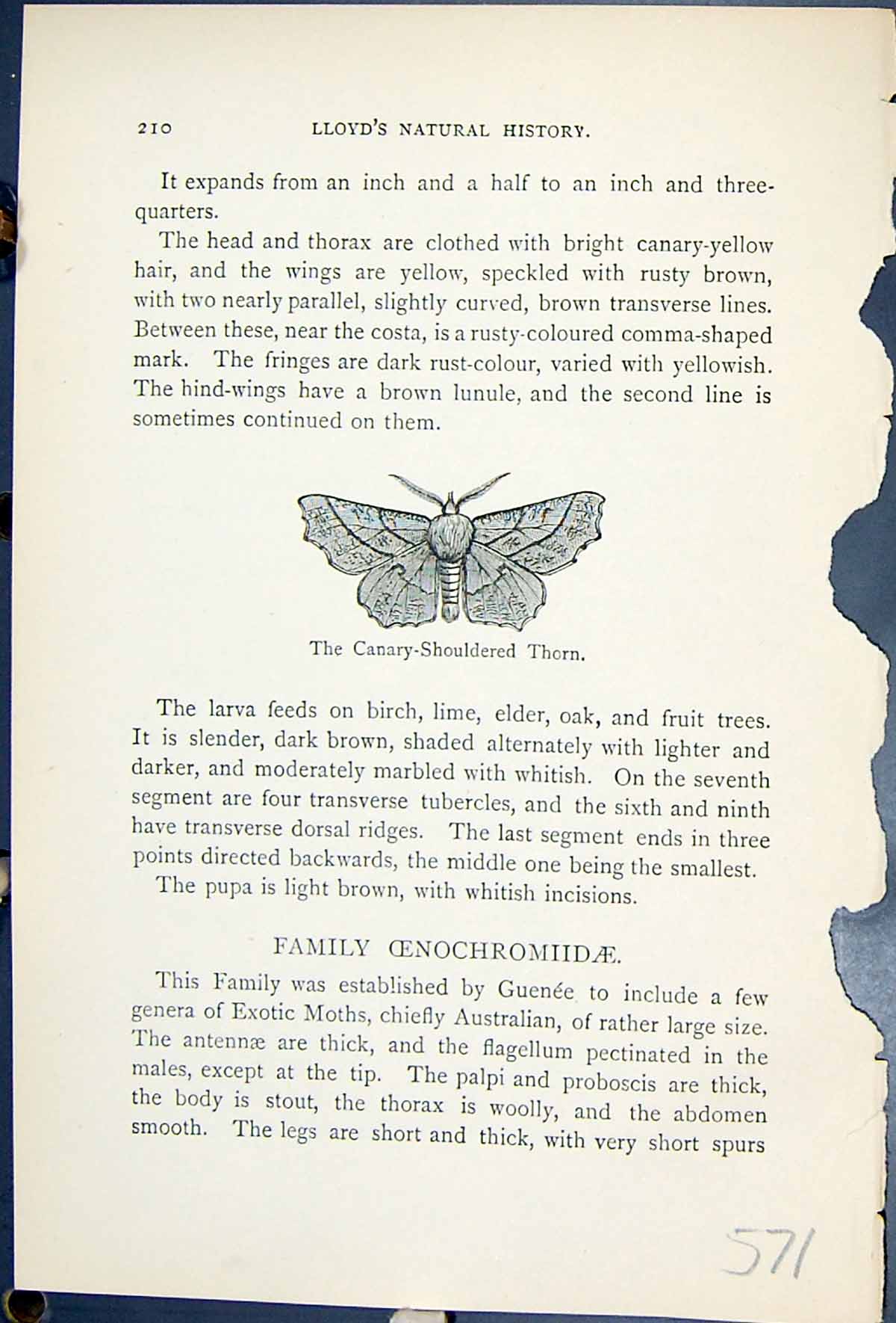 Old Canary Shouldered Thorn Geometra Alniaria Butterflies 1896 Lloyd Victorian