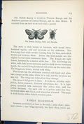 Old Belted Beauty Male Female Butterflies 1896 Lloyd Kirby Natural Hi Victorian