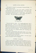 Old Print Dingy Mocha Cyclophora Orbicularia Butterflies 1896 Lloyd Kirby 19th
