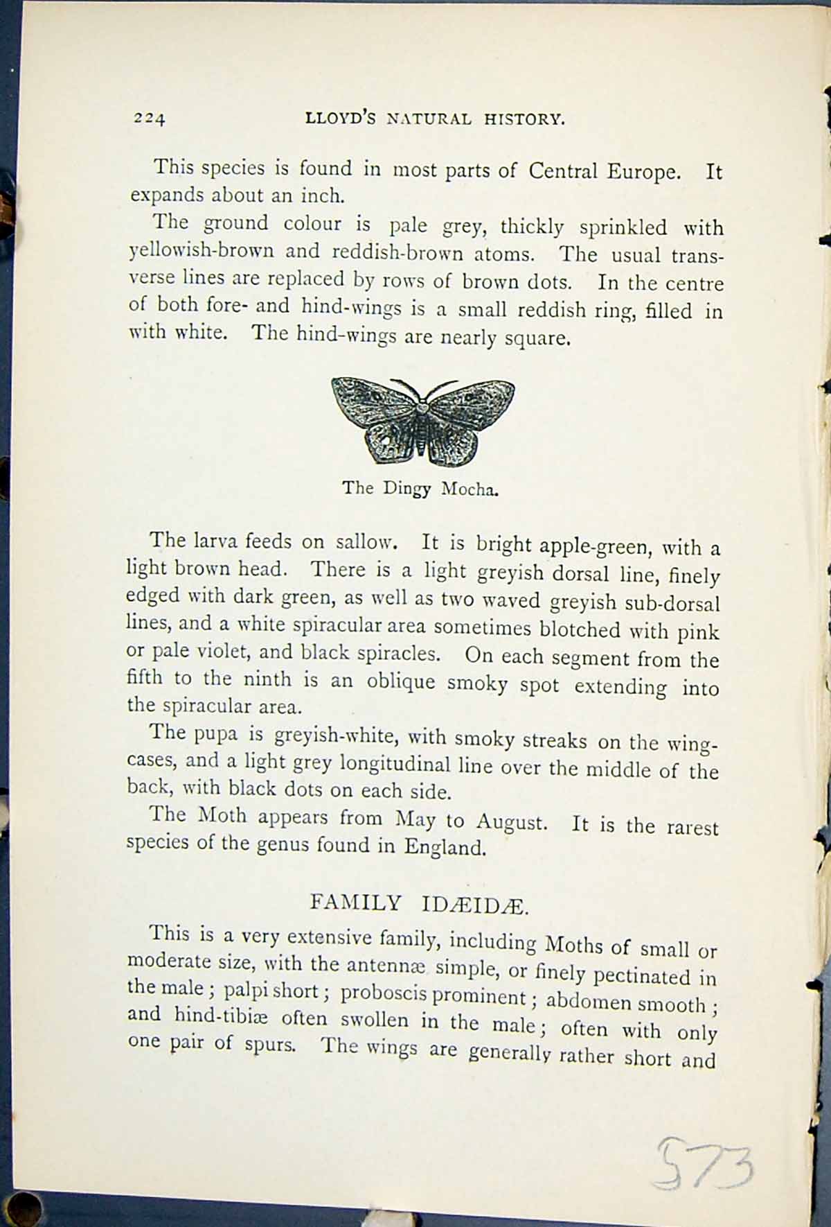 Old Print Dingy Mocha Cyclophora Orbicularia Butterflies 1896 Lloyd Kirby 19th