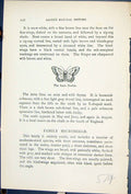 Antique Old Print Lace Border Craspedia Ornata Butterflies 1896 Lloyd Kirby