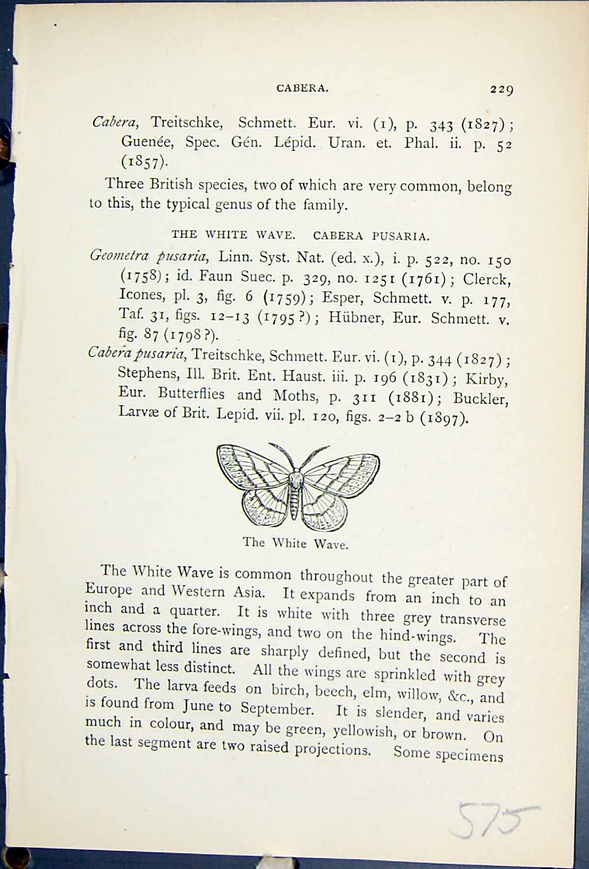 Old White Wave Cabera Pusaria Butterflies 1896 Lloyd Kirby Natural Hi Victorian
