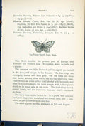 Old Tawny Barred Angle Moth Butterflies 1896 Lloyd Kirby Natural Hist Victorian