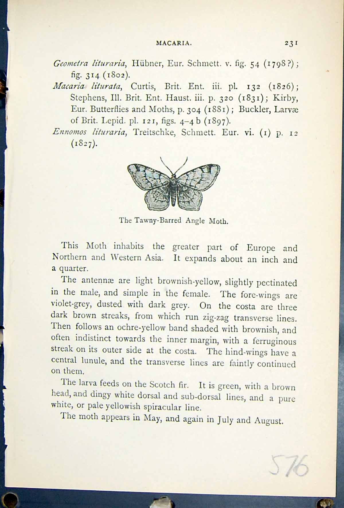 Old Tawny Barred Angle Moth Butterflies 1896 Lloyd Kirby Natural Hist Victorian