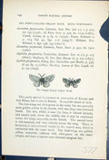 Old Purple Barred Yellow Moth Botys Purpuraria Butterflies 1896 Lloyd Victorian