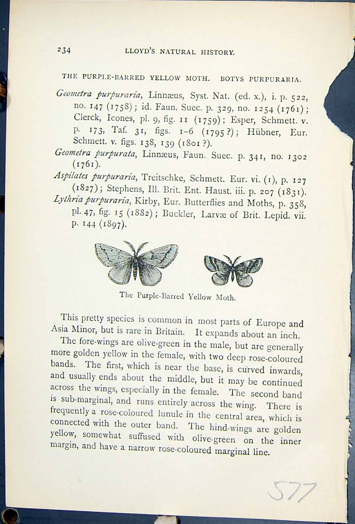 Old Purple Barred Yellow Moth Botys Purpuraria Butterflies 1896 Lloyd Victorian